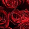 nylerrose